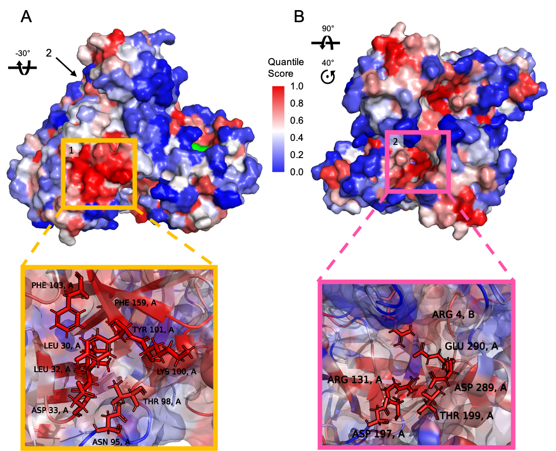 two protein structures and two square windows underneath showing allosteric hotspots